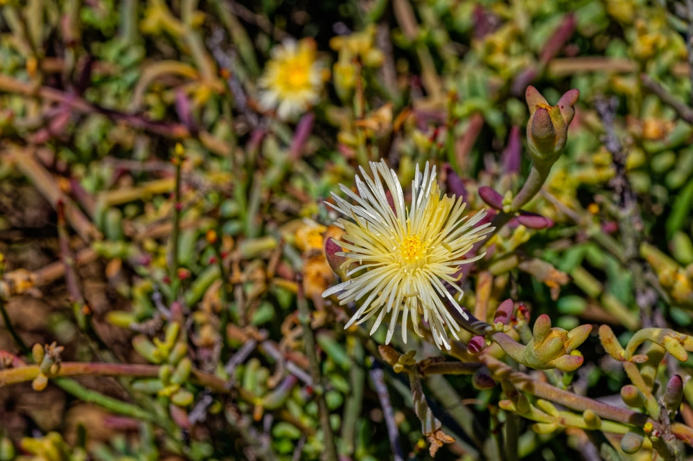 Kanna Plant